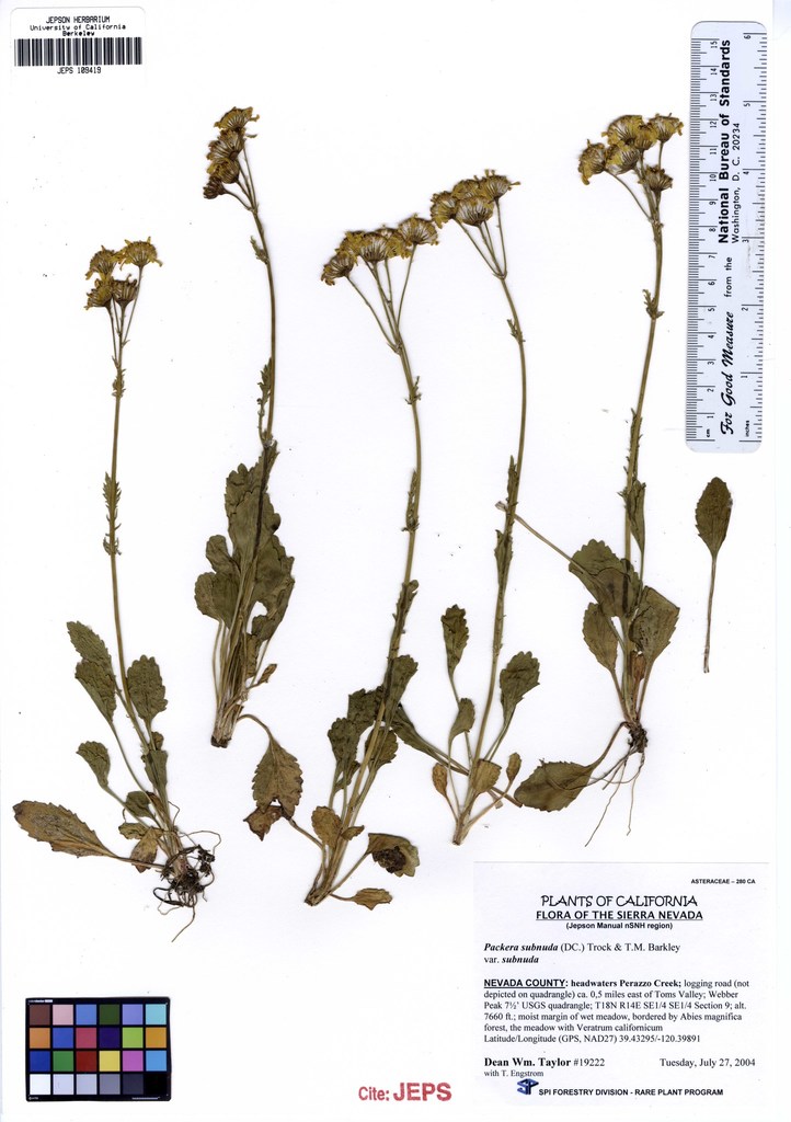 Packera subnuda var. subnuda (Cleftleaf groundsel), native California perennial