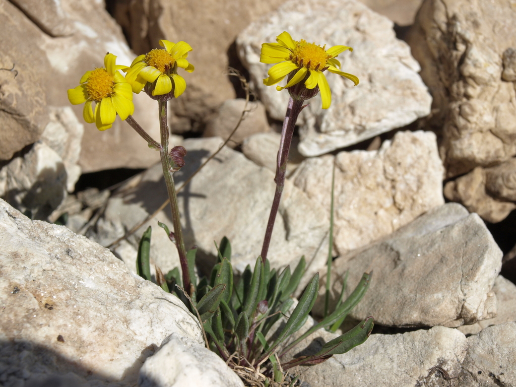 Packera werneriifolia (Hoary groundsel), native California herb