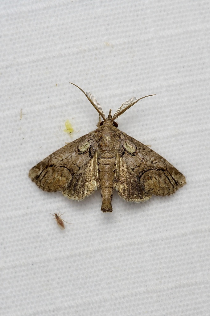 Paectes abrostolella (Paectes Moth (no specific name)), California species