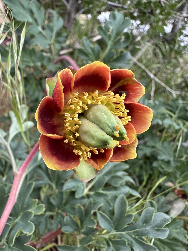 Paeonia brownii (Brown's peony), native California herb