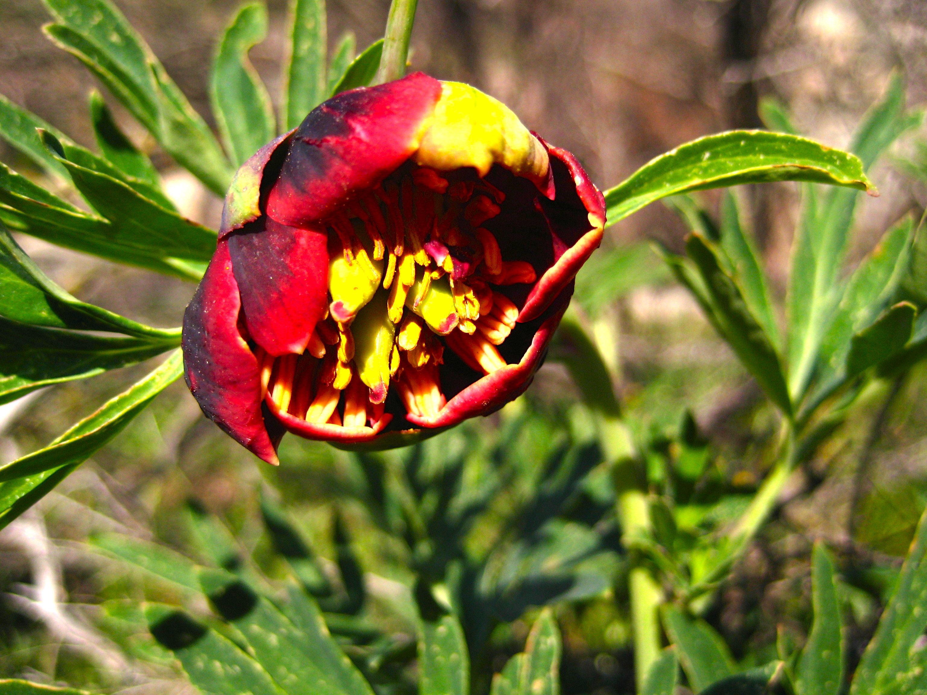 Paeonia californica (California peony), native California herb