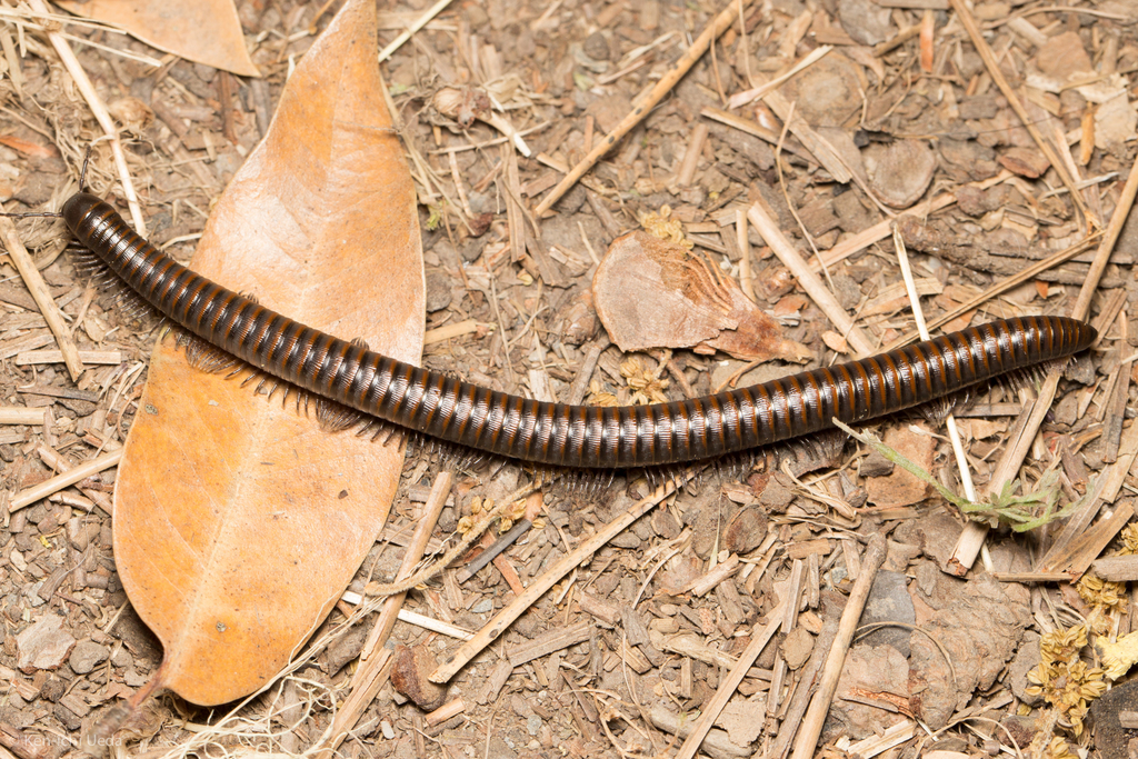Paeromopus angusticeps, California species