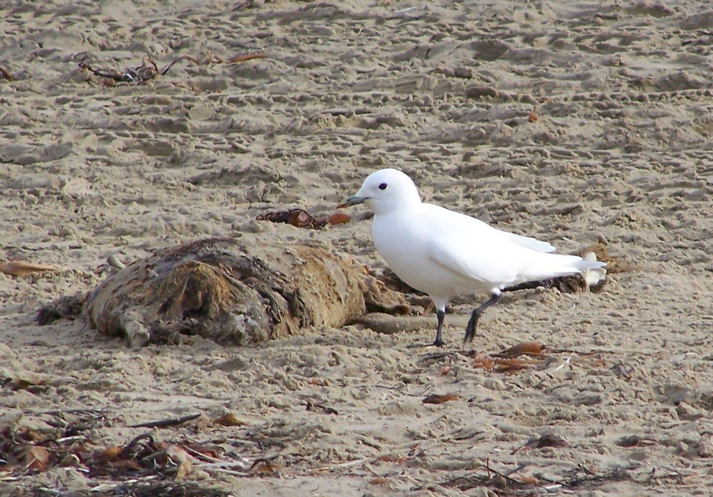 Pagophila eburnea (Ivory Gull), California species