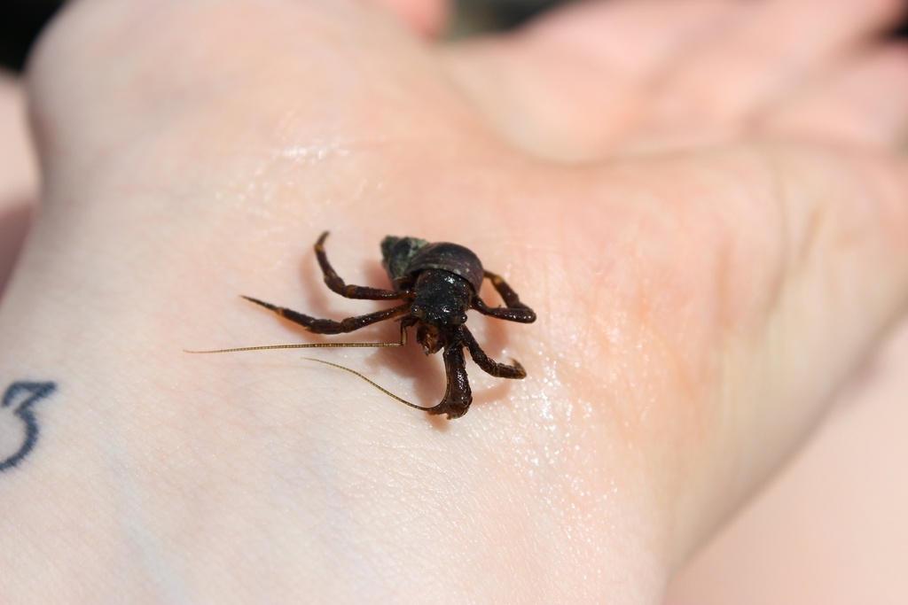 Pagurus hirsutiusculus (Pacific Hairy Hermit Crab), California species