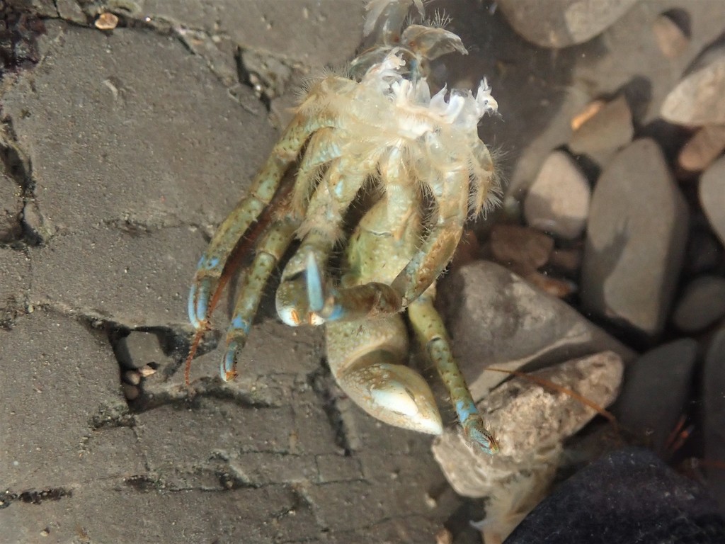 Pagurus samuelis (Blueband Hermit Crab), California species