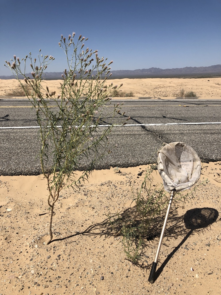 Palafoxia arida var. gigantea (Giant spanish-needle), native California subshrub