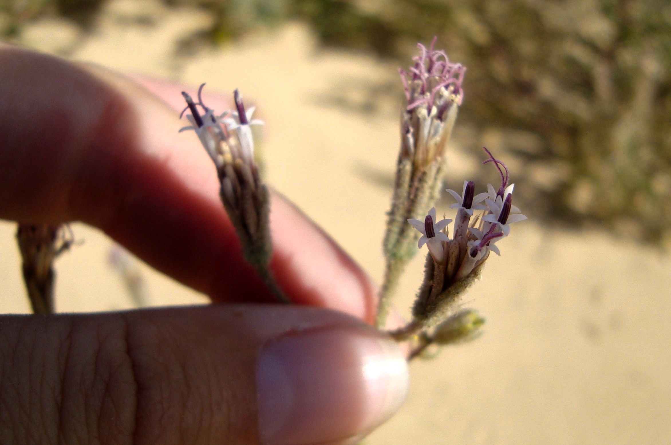 Palafoxia arida (Desert palafox), native California subshrub