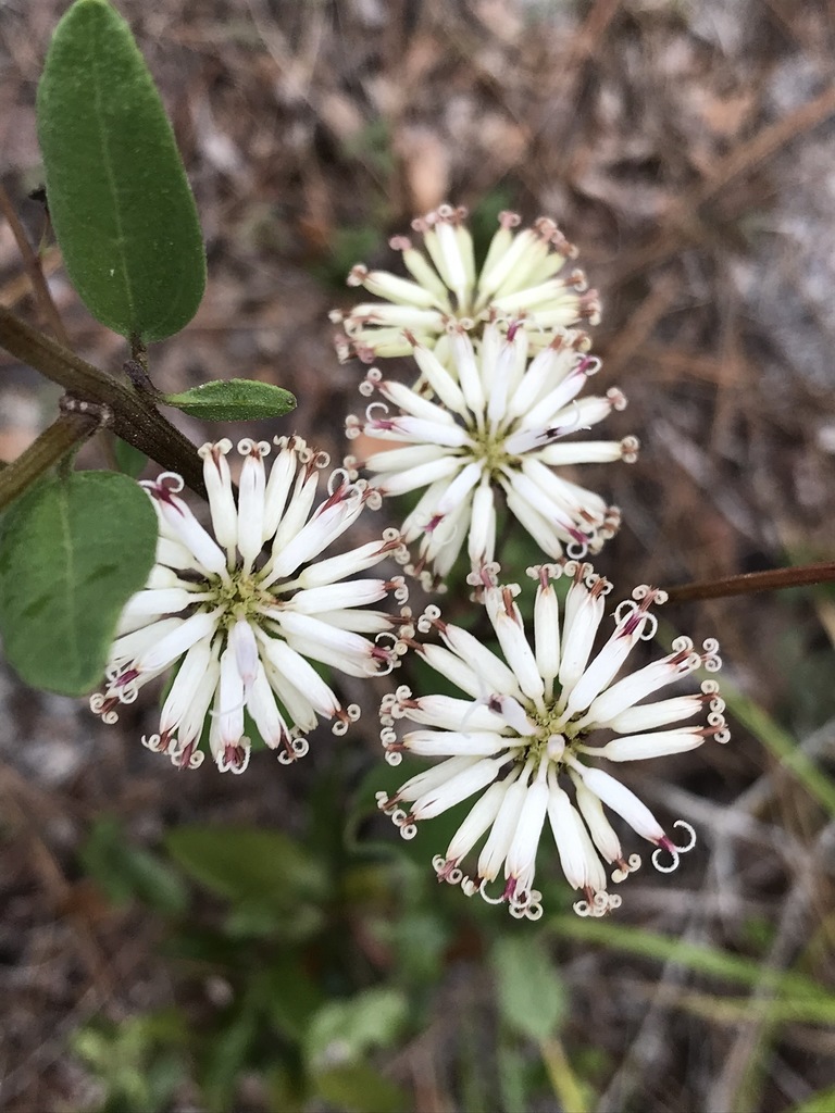 Palafoxia sp., native California perennial