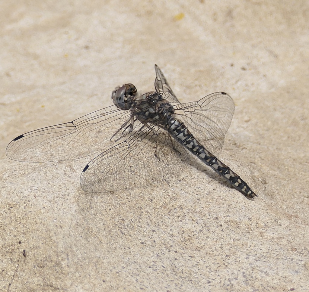Paltothemis lineatipes (Red Rock Skimmer), California species