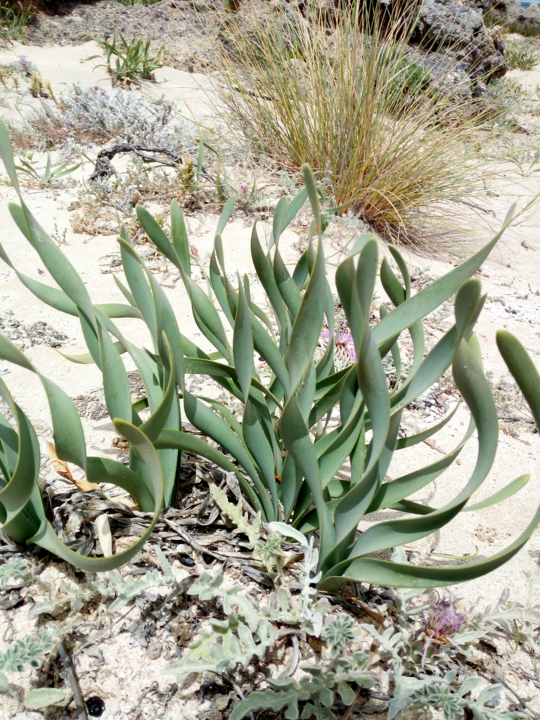 Pancratium maritimum (Sea daffodil), non-native California herb