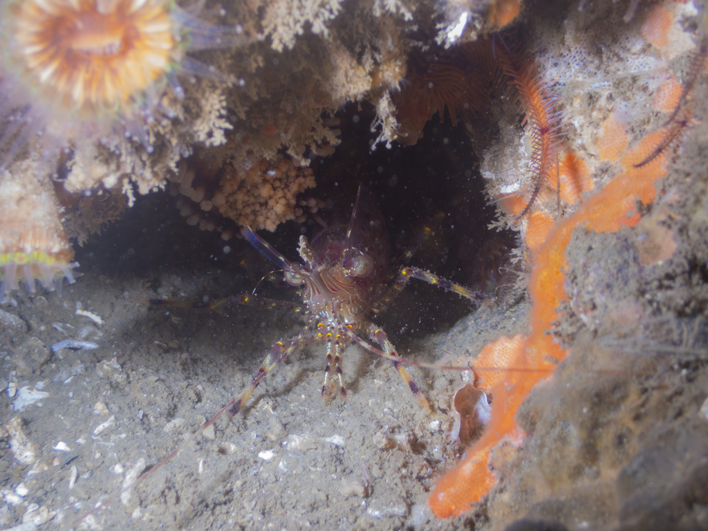 Pandalus gurneyi, California species