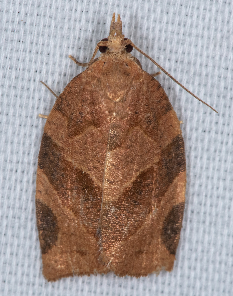 Pandemis pyrusana (Pandemis Leafroller Moth), California species
