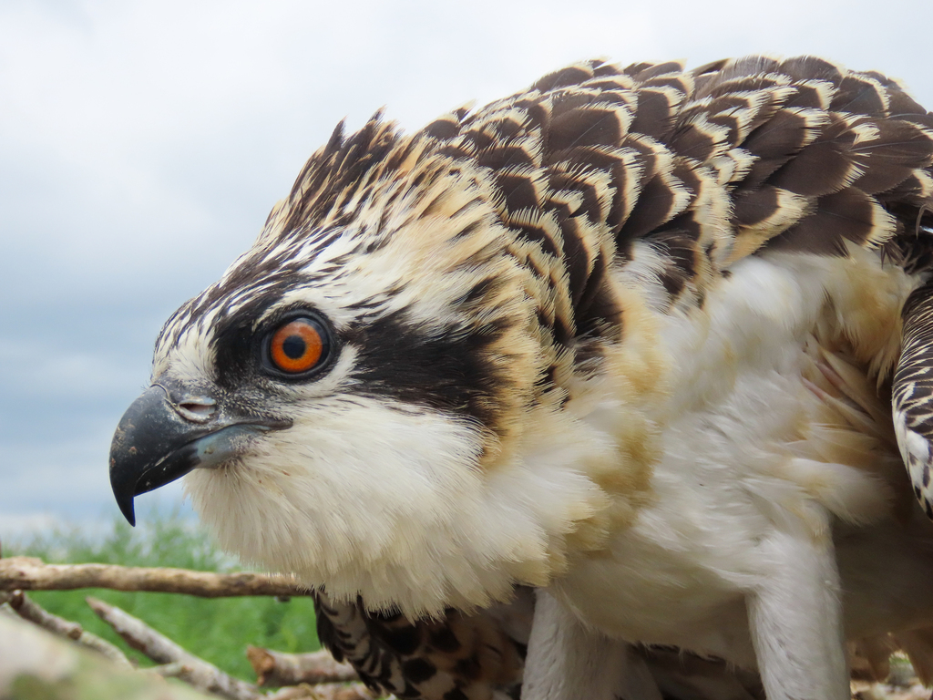 Pandion haliaetus (Osprey), California species