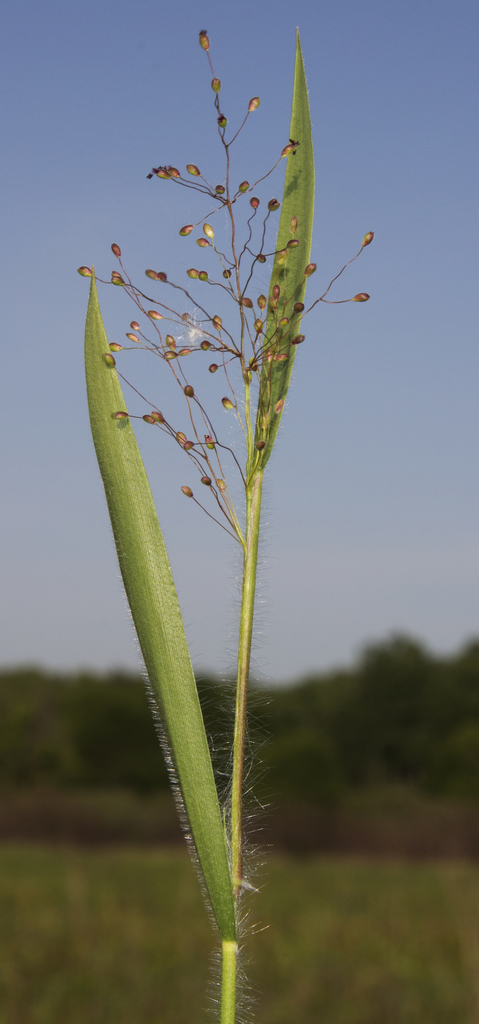 Panicum acuminatum (Western panicgrass), native California perennial