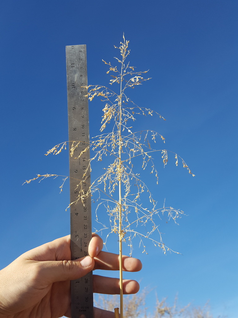 Panicum antidotale (Blue panic grass), non-native California grass