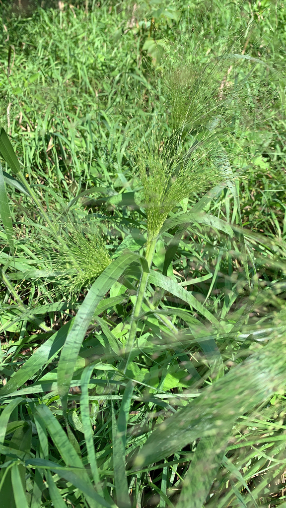 Panicum capillare (Witch grass), native California grass