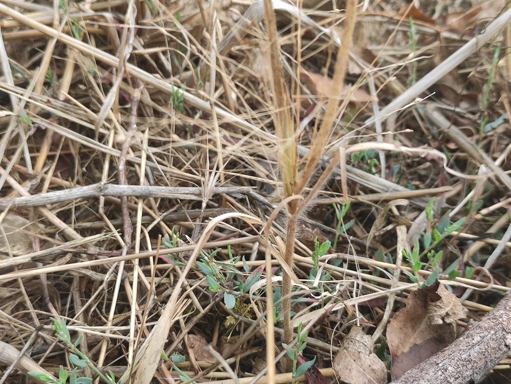 Panicum hillmanii (Hillman's panic grass), non-native California grass