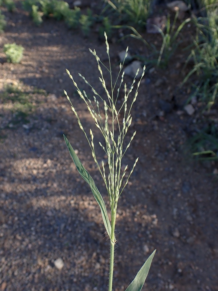 Panicum hirticaule subsp. hirticaule (Roughstalk witch grass), native California grass