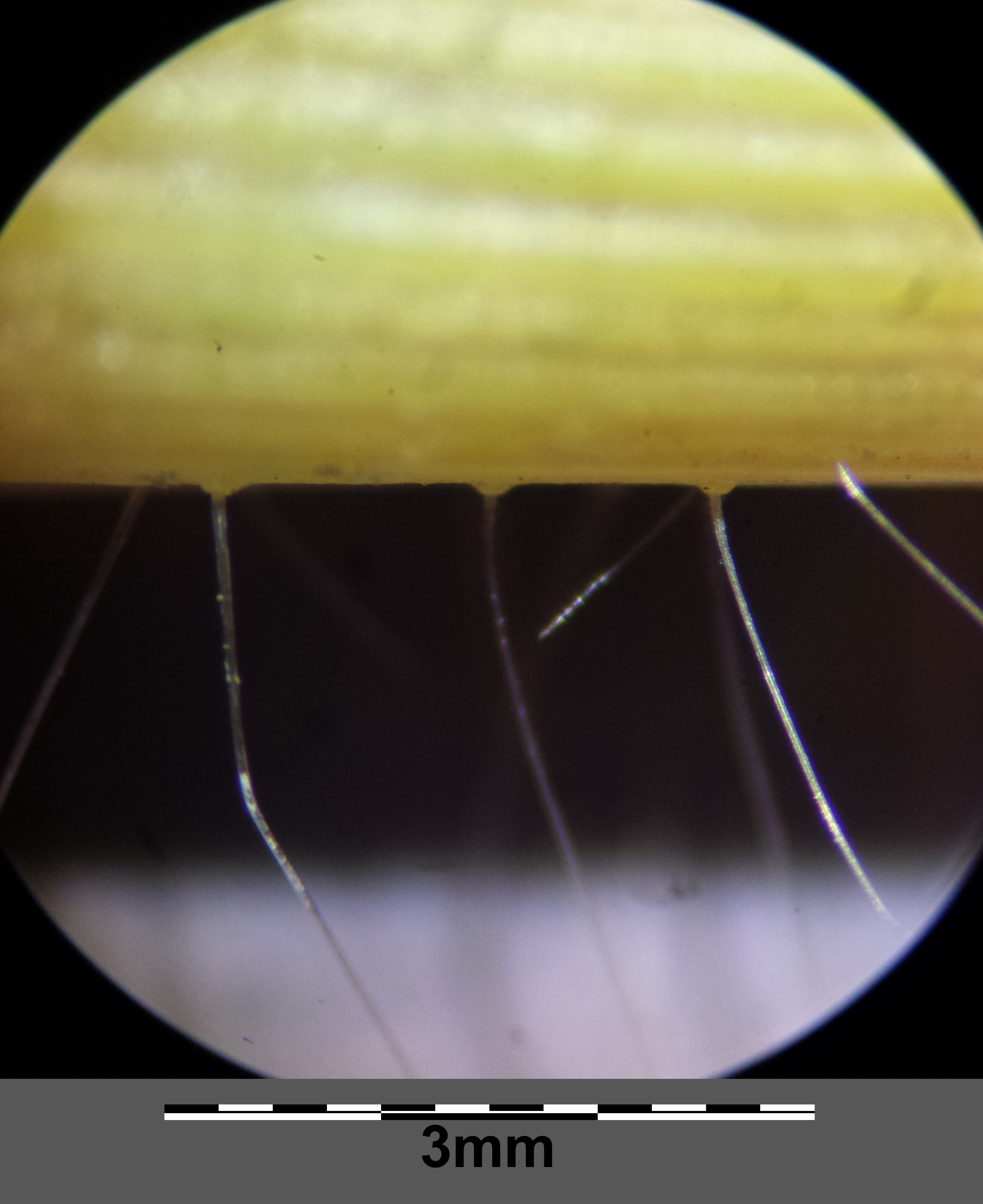 Panicum miliaceum subsp. miliaceum (Broom corn millet), non-native California grass