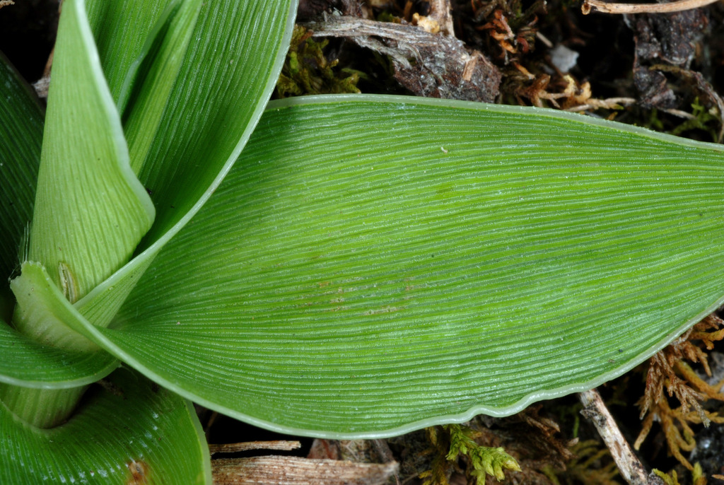 Panicum sp. (Panic grass), non-native California perennial