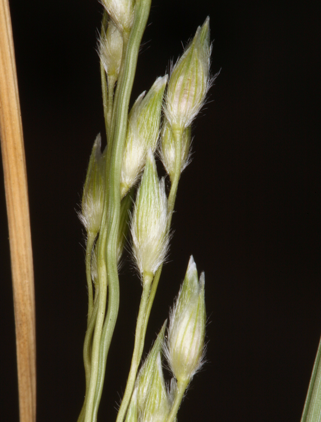 Panicum urvilleanum (Silky panic grass), native California grass