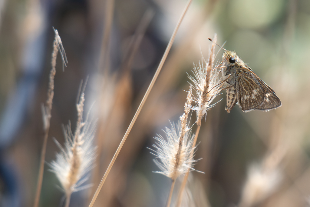 Panoquina errans (Wandering Skipper), California species