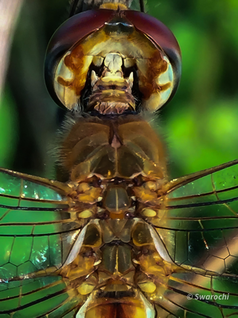 Pantala flavescens (Wandering Glider), California species