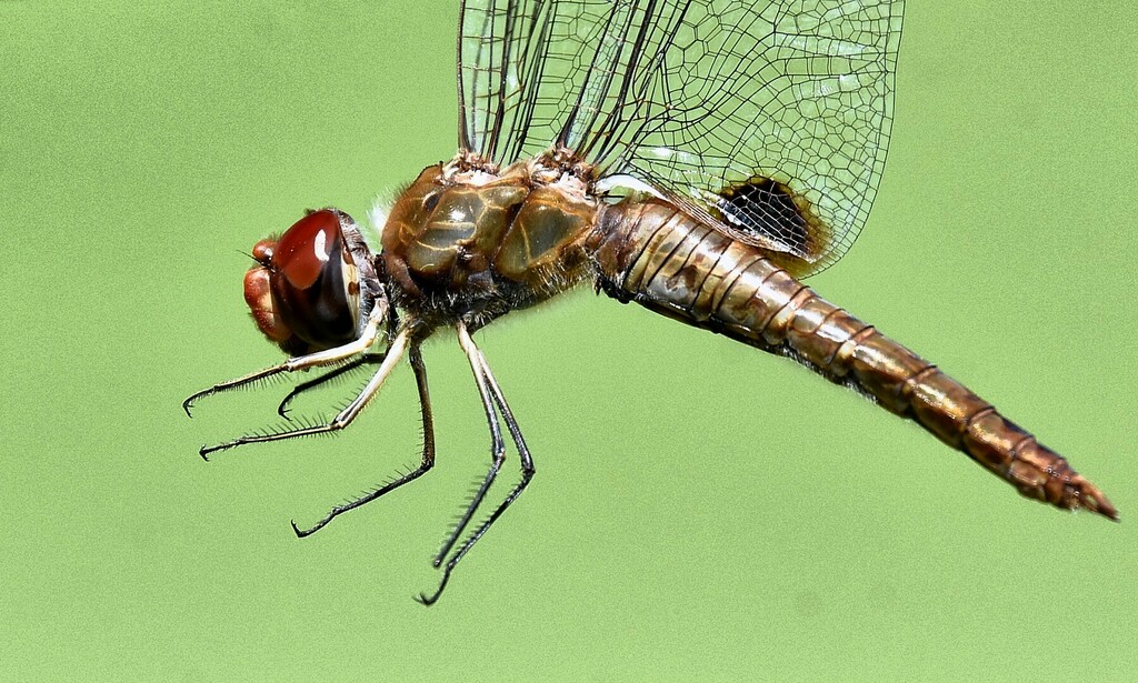 Pantala hymenaea (Spot-winged Glider), California species