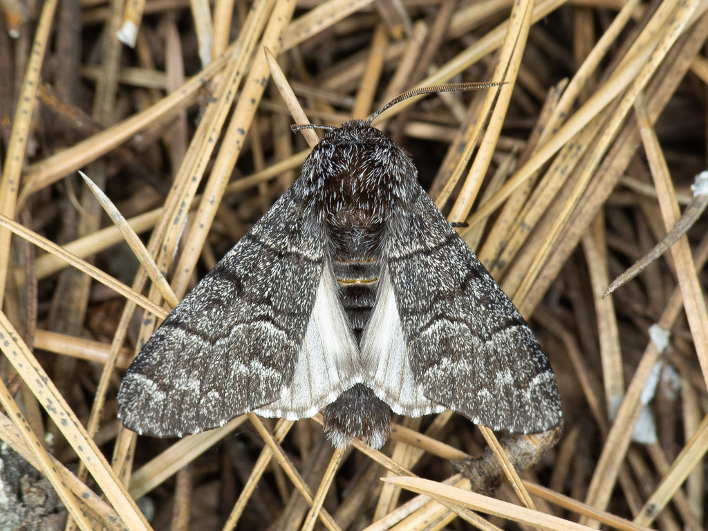 Panthea gigantea (Giant Panthea), California species