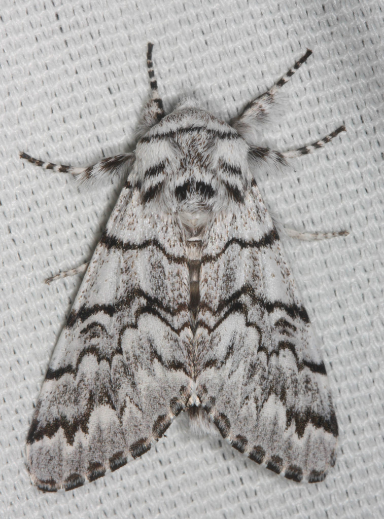 Panthea virginarius, California species