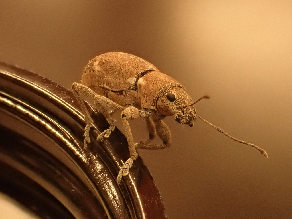 Pantomorus cervinus (Fuller's rose weevil), California species