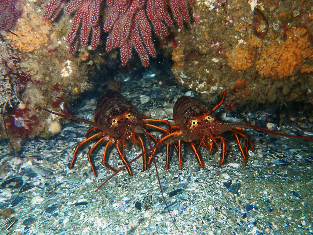 Panulirus interruptus (California Spiny Lobster), California species