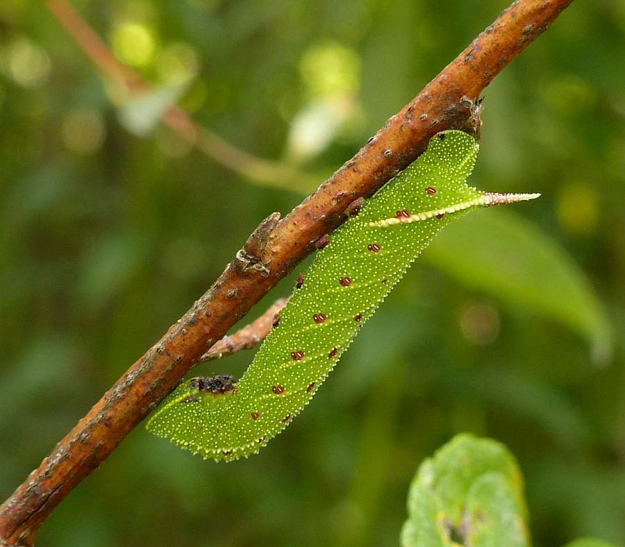 Paonias excaecata (Blinded sphinx), California species