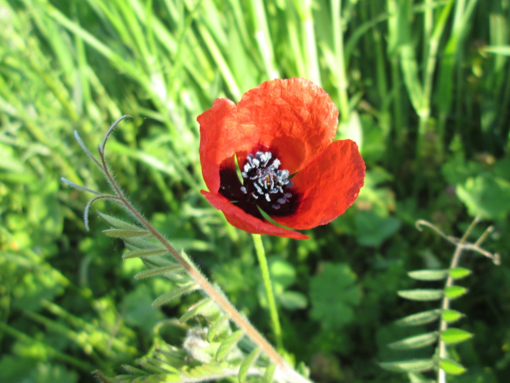 Papaver argemone (Long pricklyhead poppy), non-native California herb
