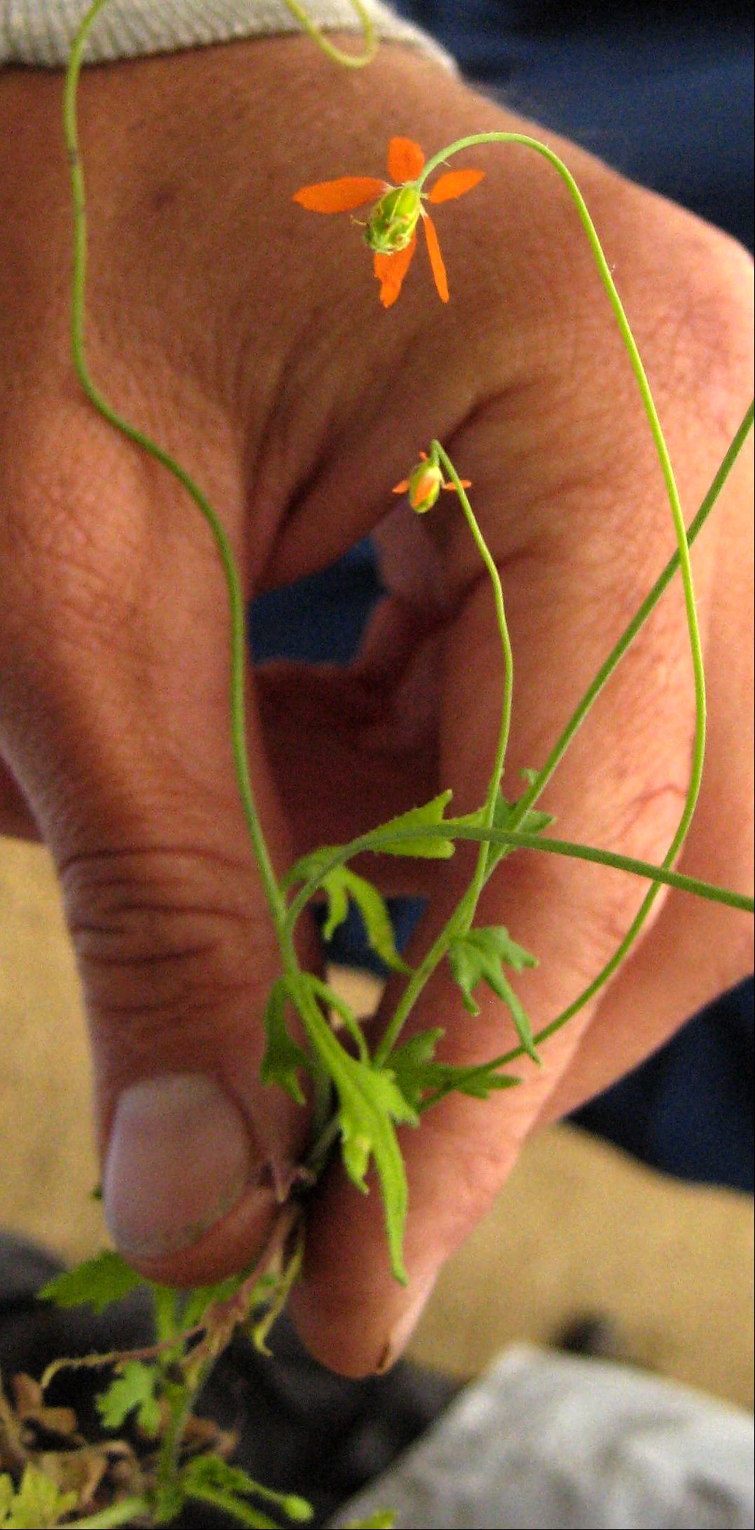 Papaver californicum (Fire poppy), native California herb
