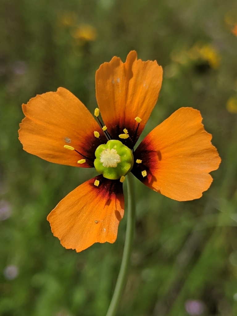 Papaver heterophyllum (Wind poppy), native California herb