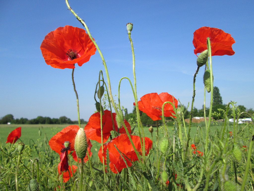 Papaver rhoeas (Corn poppy), non-native California herb