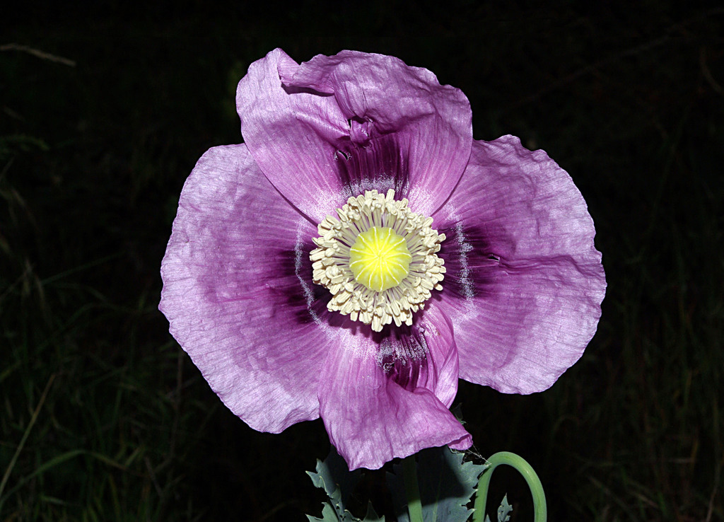 Papaver somniferum (Opium poppy), non-native California herb