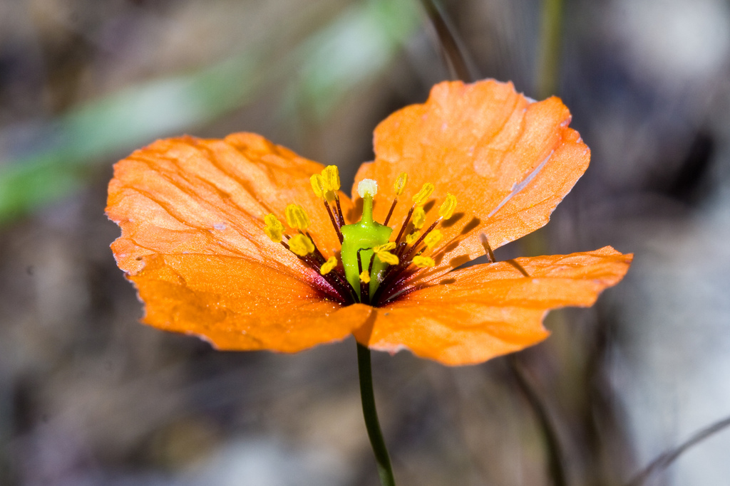 Papaver sp., non-native California perennial