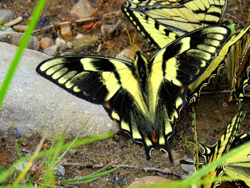 Papilio cresphontes (Giant Swallowtail), California species