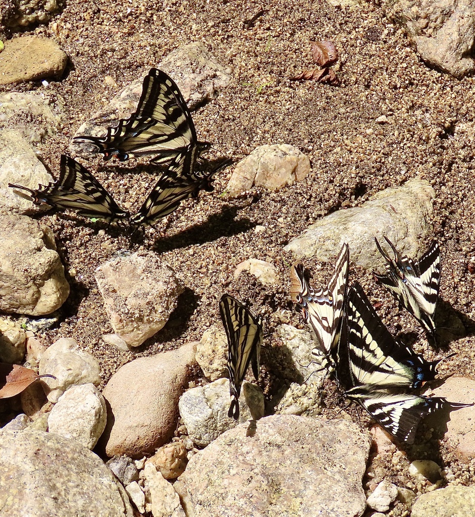 Papilio eurymedon (Pale Swallowtail), California species