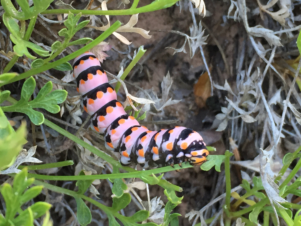 Papilio indra (Indra Swallowtail), California species