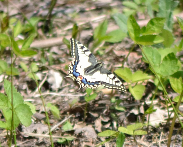 Papilio machaon (Old World Swallowtail), California species