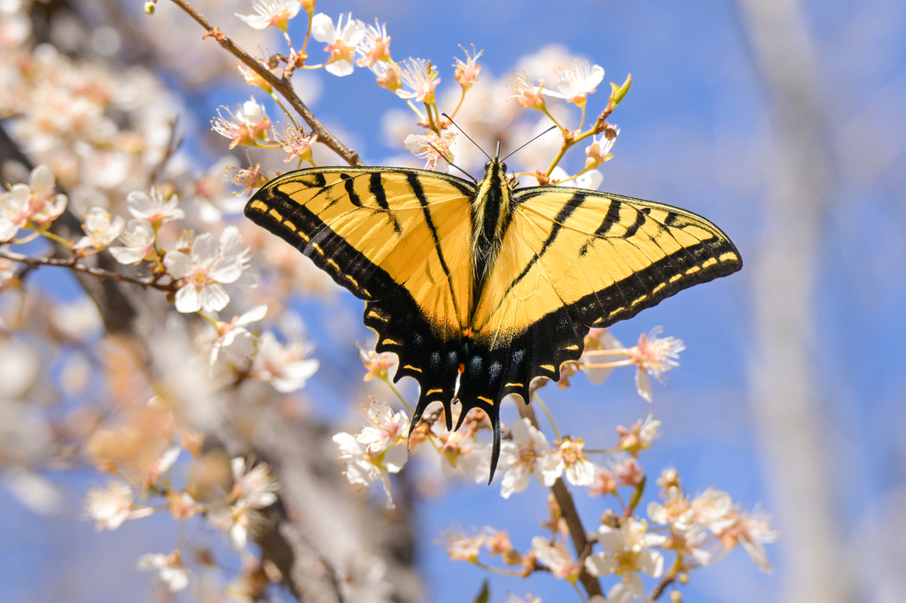 Papilio multicaudata (Two-tailed Swallowtail), California species
