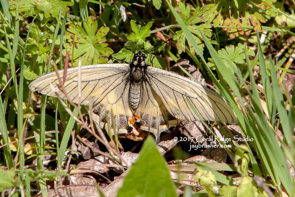 Papilio polyxenes (Black Swallowtail), California species
