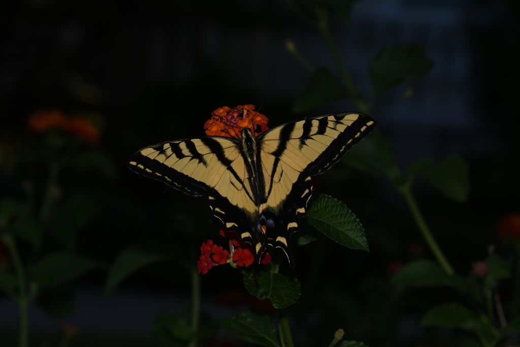 Papilio rutulus (Western Tiger Swallowtail), California species