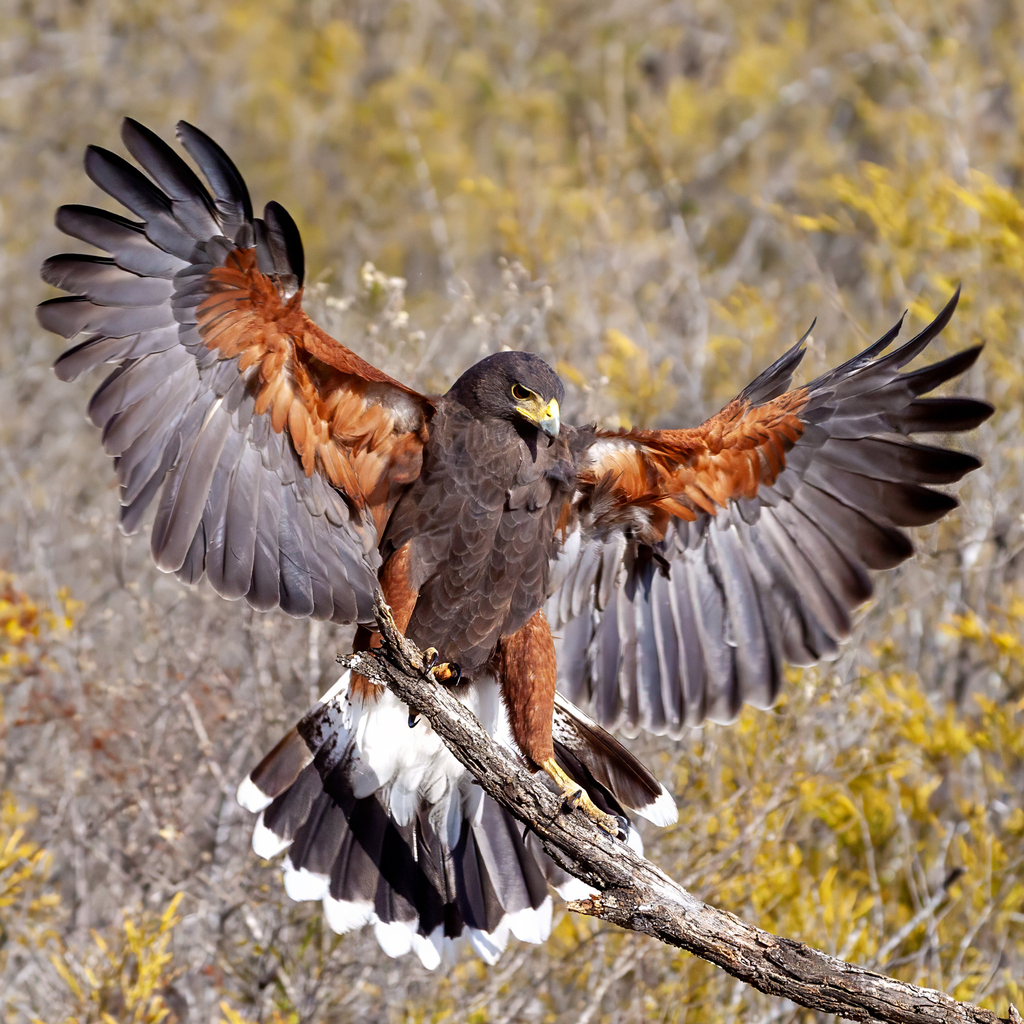 Parabuteo unicinctus (Harris's Hawk), California species
