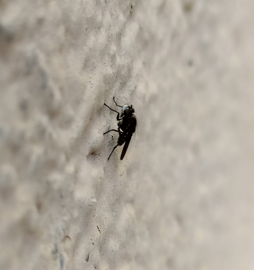 Paracoenia calida (Wilbur Springs Shore Fly), California species