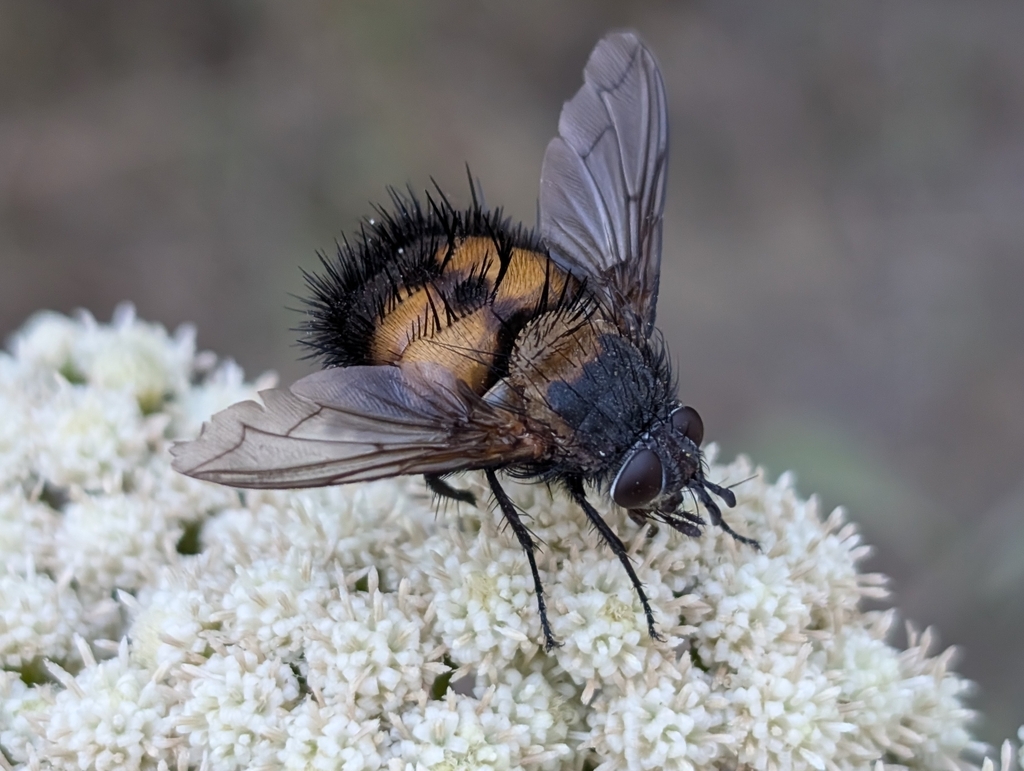 Paradejeania rutilioides (Spiny Tachina Fly), California species