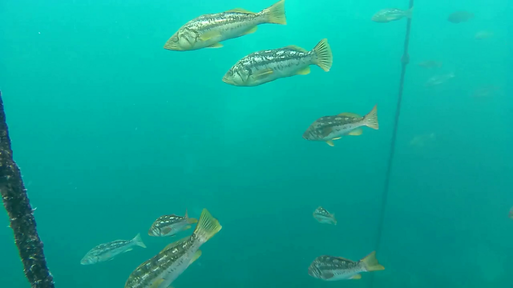 Paralabrax clathratus (Kelp Bass), California species